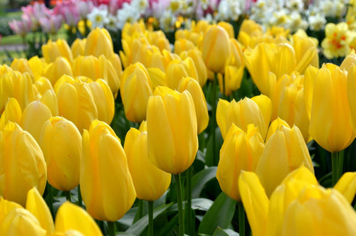 Bulbes de tulipes de Hollande - Tulipe Yellow Emperor
