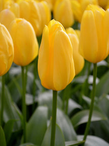 Tulipe Yellow Emperor