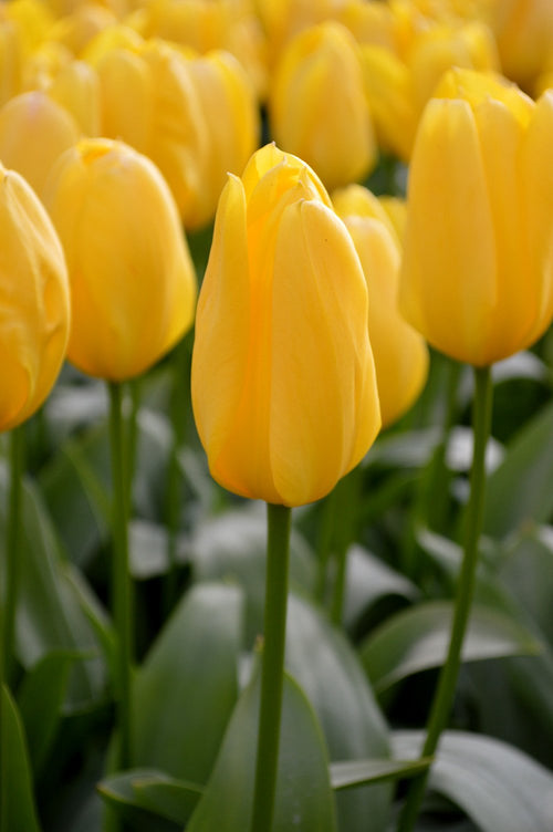 Tulipe Yellow Emperor - Livraison en France