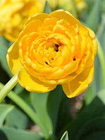 Tulipe Yellow Pomponette