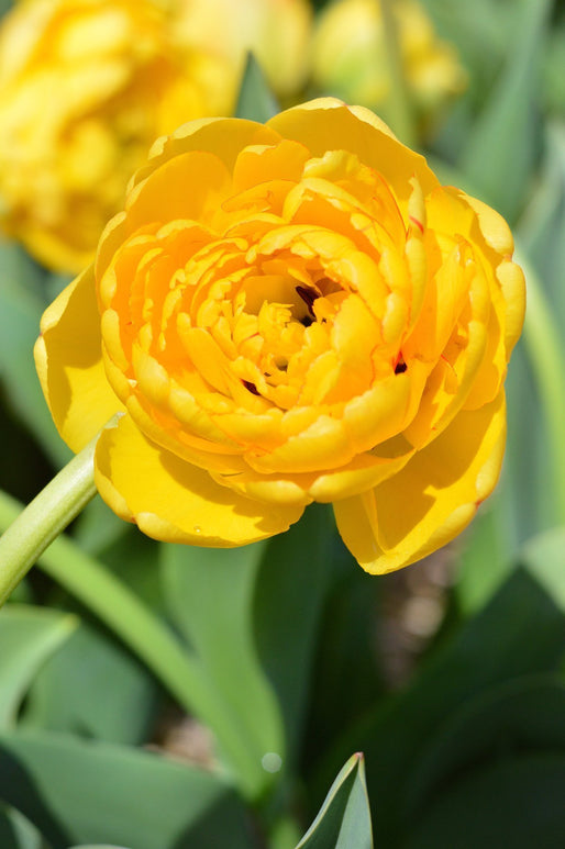 Tulipe Yellow Pomponette - Livraison en France