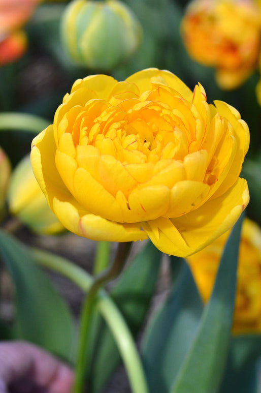 Tulipe Yellow Pomponette - DutchGrown™