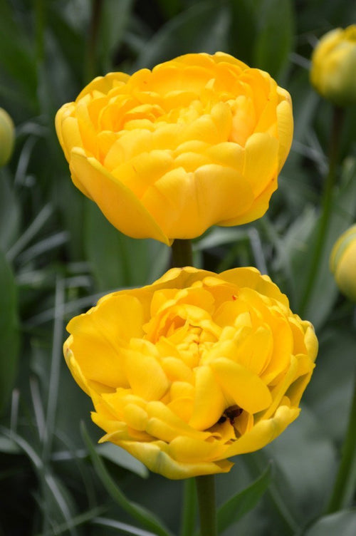 Acheter Tulipe Yellow Pomponette - Livraison en France de Hollande