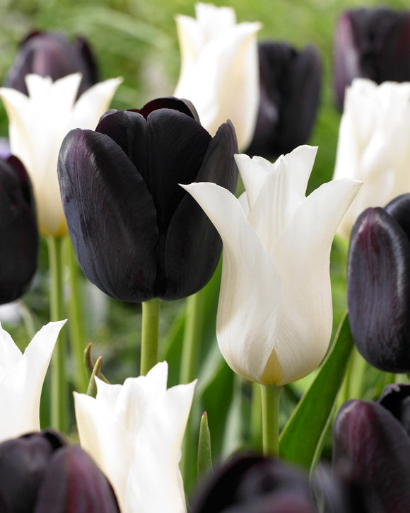 Collection Tulipe Zebra Bulbes de tulipes noires et blanches