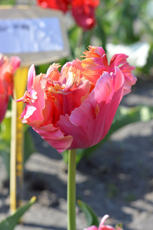 Acheter des bulbes de tulipes - Amazing Parrot - DutchGrown™ UK