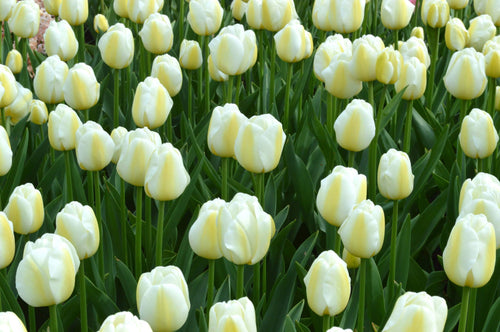 Tulipe Bulbs Angels Wish de Hollande