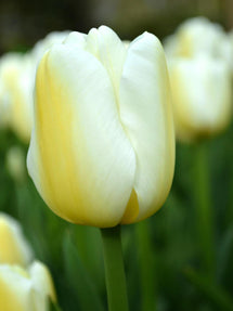 Tulipe Angel's Wish