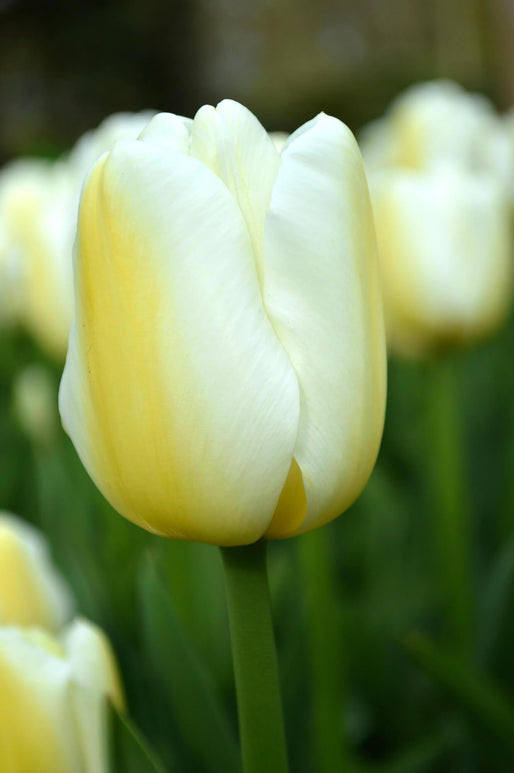 Acheter des bulbes de tulipes - Tulipe Angels Wish