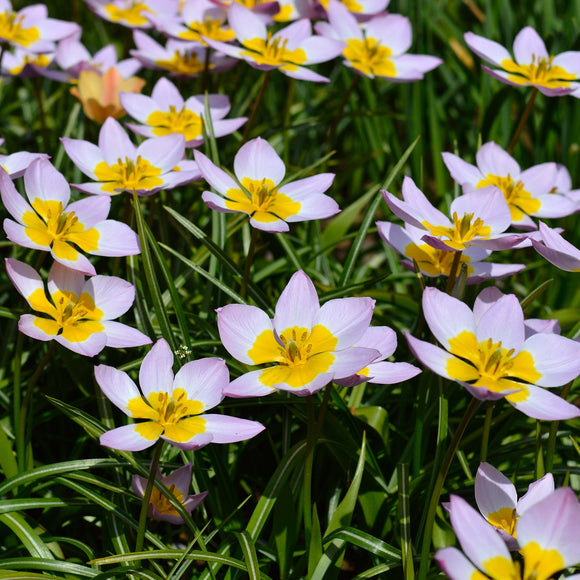 Acheter Bulbes de tulipes de Hollande - Tulipe Lilac Wonder