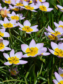 Tulipe Lilac Wonder