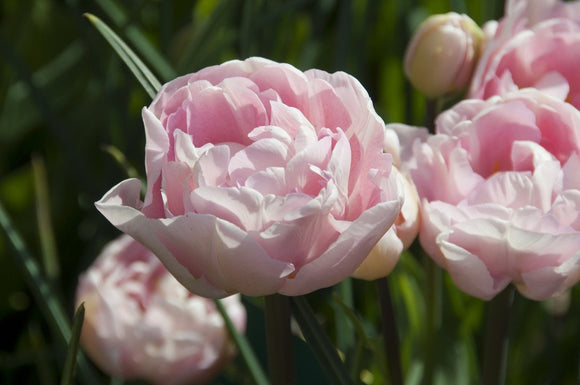 Tulipe Dreamer - Bulbes de tulipes de Hollande - Livraison en France