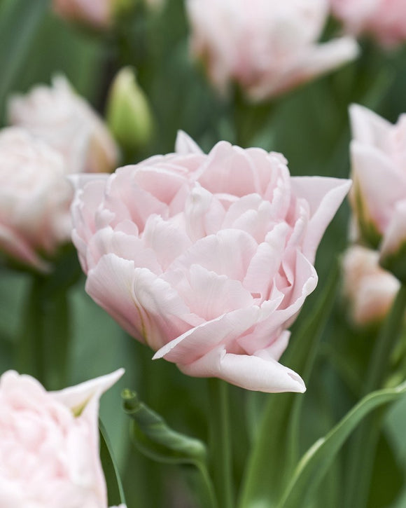Tulipe Dreamer - Bulbes à fleurs de DutchGrown™