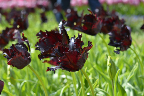 Tulipe Black Parrot - Bulbes à fleurs de DutchGrown™