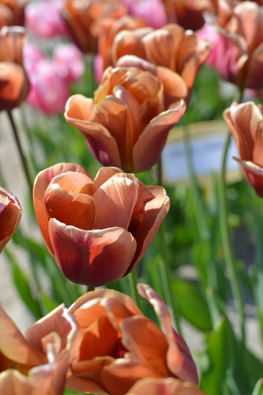 Bulbes de Tulipe Brown Sugar