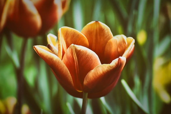 Tulipe Brown Sugar Bulbes à fleurs de DutchGrown™