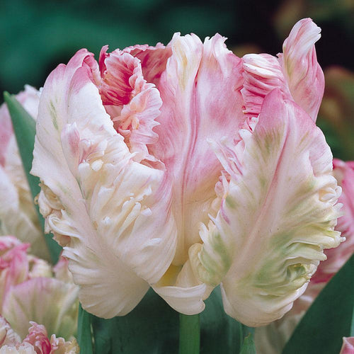 Bulbes de tulipes exceptionnels 'Cabanna Parrot'