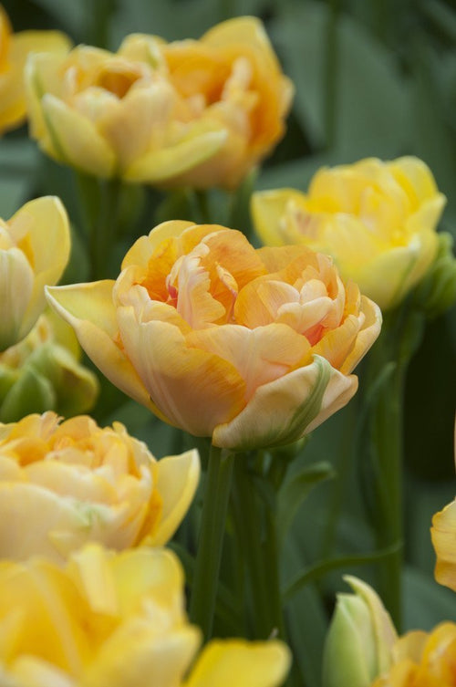 Bulbes de tulipes de Hollande - Tulipe Charming Beauty