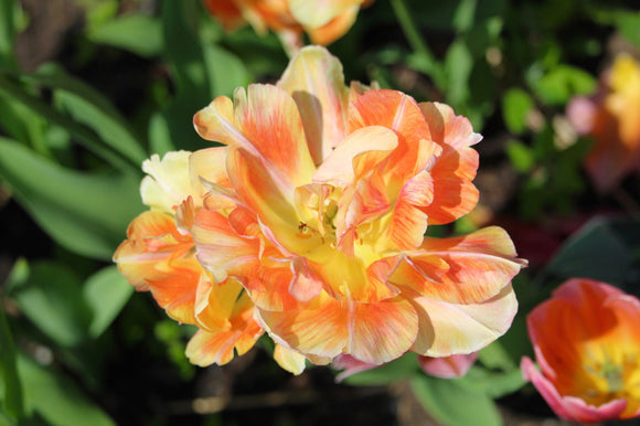 Acheter des bulbes de tulipes - Charming Beauty