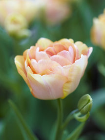 Tulipe Charming Beauty®