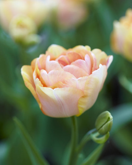 Tulipe Charming Beauty - Bulbes de tulipes de Hollande - Livraison en France