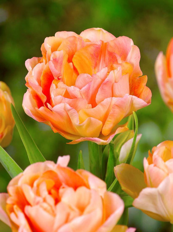 Tulipe Charming Beauty - Livraison en France