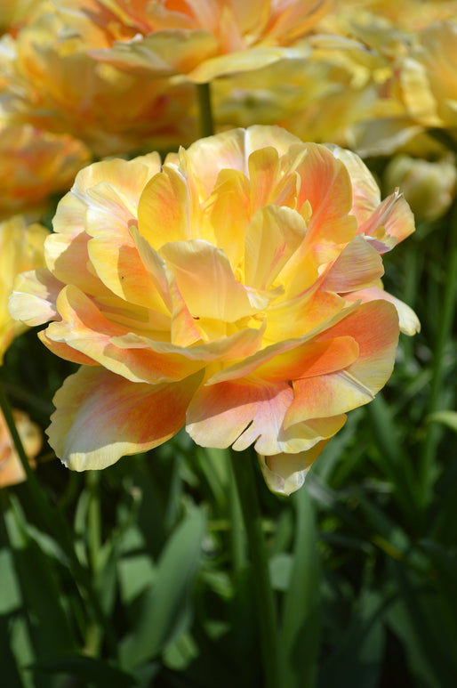 Tulipe Bulbes Charming Beauty de DutchGrown™