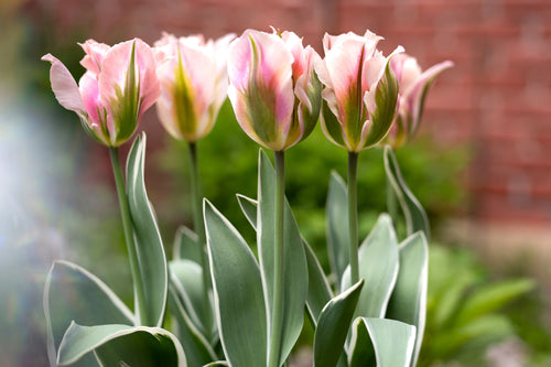 Acheter des bulbes de tulipes - Tulipe China Town