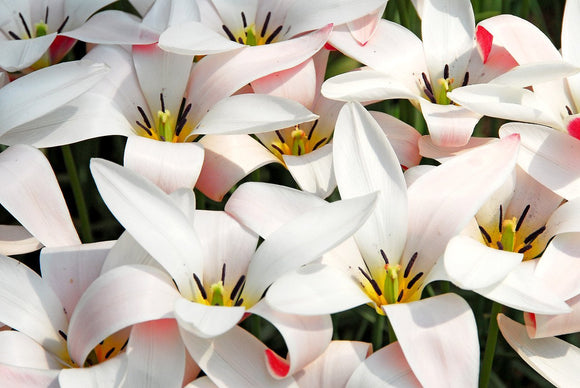 Tulipe Clusiana Peppermint Stick - Bulbes de tulipes de Hollande