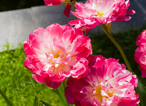 Tulipe Double Sugar - Bulbes à Fleurs | DutchGrown™