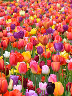 Tulipes Eternal Spring Mix