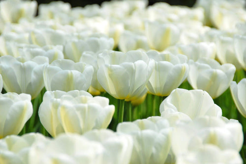 Tulipe Angels Wish - Bulbes à Fleurs | DutchGrown™