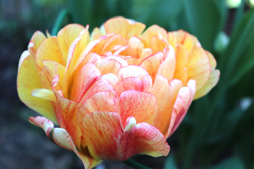 Tulipe Gudoshnik Double - Livraison en France