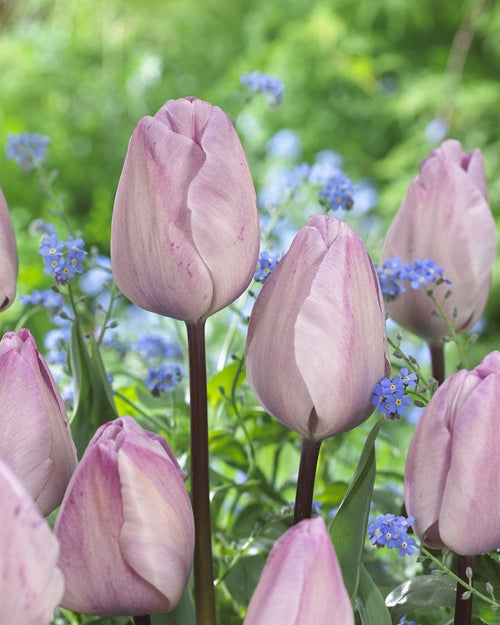 Tulipe Jacuzzi - tulipe violette et argentée