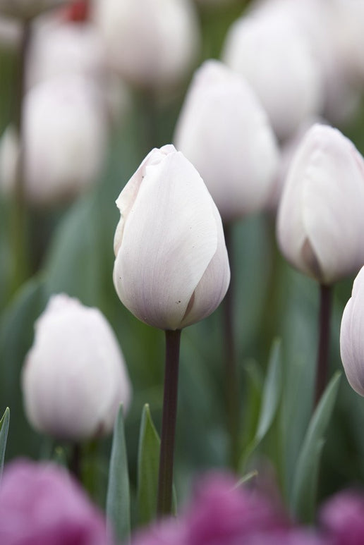 Tulipe Jacuzzi - Bulbes de tulipes de Hollande