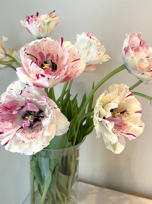 Bulbes de Tulipe Jonquieres