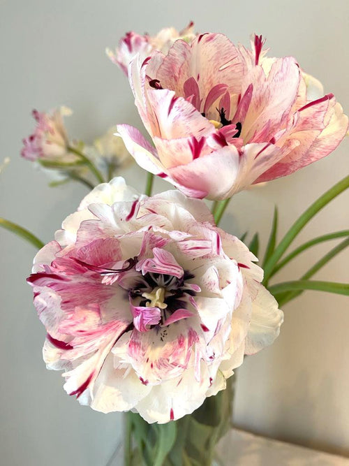 Achetez bulbes de tulipe de Hollande
