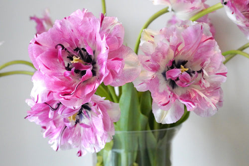 Bulbes de Tulipe Jonquieres de Hollande