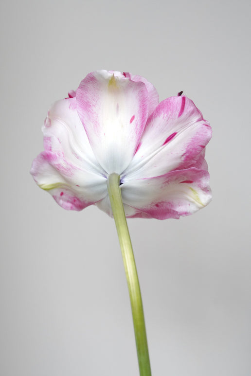 Achetez Tulipe Jonquieres - Livraison en France
