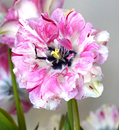 Tulipe Jonquieres - tulipe rose blanche et cerise