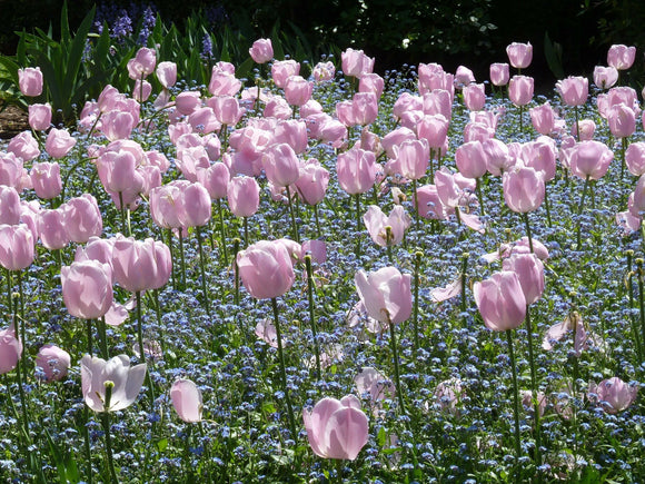 Acheter des bulbes de tulipes - Tulipe Jumbo Rose