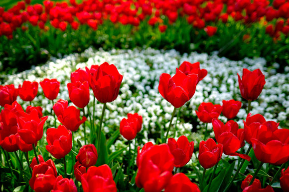 Tulipe Kingsblood - Bulbes à fleurs de DutchGrown™