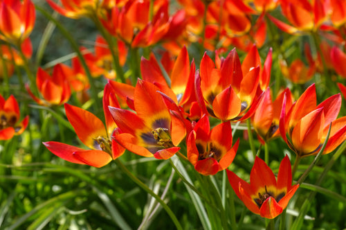 Tulipe Little Princess orange - Livraison en France de Hollande