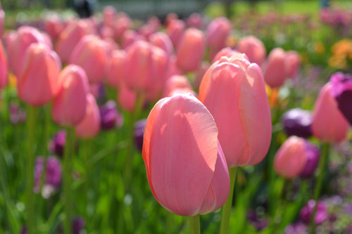 Tulipe rose Menton de DutchGrown™