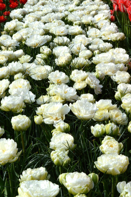 Bulbes de tulipes doubles pivoine - Mondial