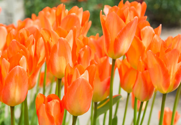 Tulipe Orange Emperor - DutchGrown™