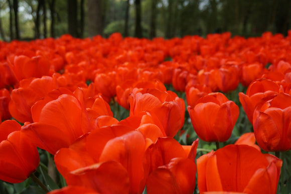 Achetez Tulipe Orange XXL - Livraison en France