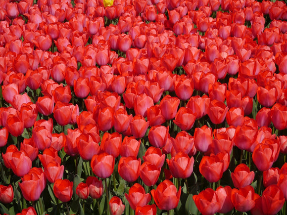 Grandes tulipes oranges - Livraison en France de Hollande