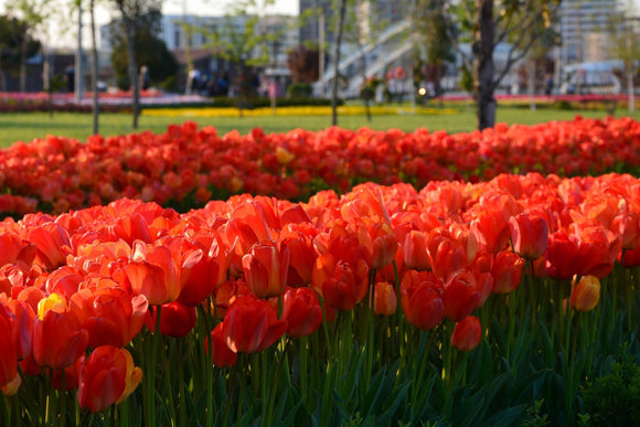 Acheter Tulipe Orange XXL - Bulbes de tulipe