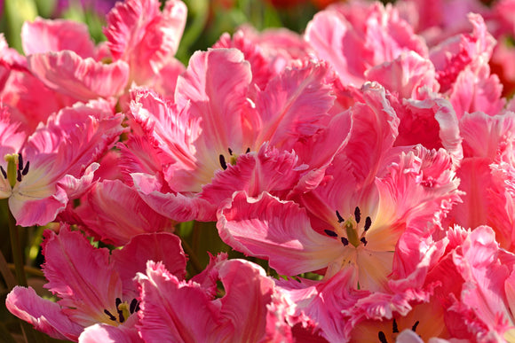 Tulipe Parrot Pink Vision - Livraison en France de Hollande