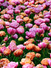 Collection Tulipe Peony Party